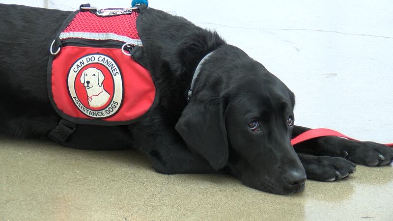 (Figure 1 of 3): Bueller the facility dog at Mayo Clinic