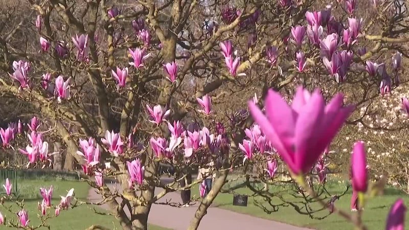 Esto es lo que no sabías sobre el polen y las alergias en los niños esta temporada. Te...